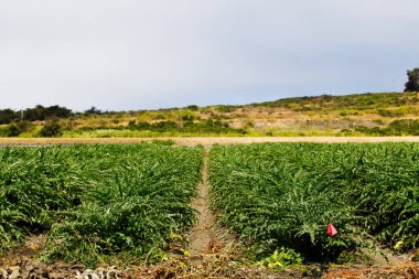 Row In Agricultural Field With Green Plants Watsonville California Blue Sky And Hill In Background clipart