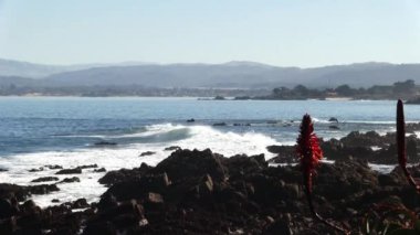 Pasifik Korusu 'ndan Monterey Körfezi önplanda portakal çiçeğiyle Rocky Shore' da Kaliforniya Körfezi dalgaları