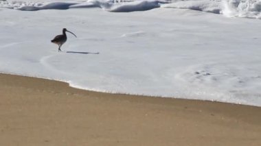 Okyanus Dalgaları Marina California ile Kıvrık Kuş Yürüyor ve Kum Sahilinde Besleniyor