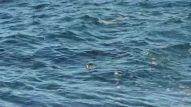 Monterey Körfezi 'nde yüzen ve dalan iki kuş Pasifik Korusu' na geri geliyor.