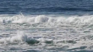 Kaliforniya Limanı 'nda Kuşlarla Okyanus Dalgalarının Sıkı Çekimi