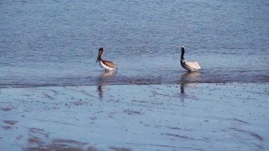 Suların kenarında çamurda dikilen iki pelikan Kaliforniya 'ya bakıyor. Sandpiperlar besleniyor ve martı yüzüyor.