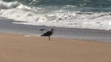 Martı kumsalda durur ve okyanus dalgaları ve çulluklarla etrafa bakar.