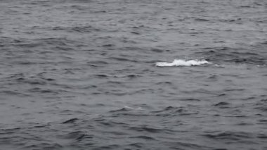 Monterey Körfezi 'ndeki gri suda yüzen kambur balinaların el kamerası görüntüsü.