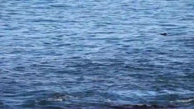 Monterey Körfezi Su Samuru Sırtlarında Suda Yüzüyor