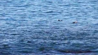 Monterey Körfezi Su Samurları Sırtlarında Suda Yüzüyor