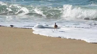 Kıvırcık ve Çulluk Kuşları Kaliforniya Limanında Okyanus Dalgalarıyla Kum Sahilinde Yürüyorlar