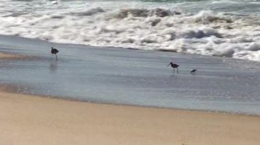 Kıvırcık ve kum kuşları Kum Sahilinde yürüyorlar Okyanus dalgalarıyla Kaliforniya 'da kıyıya vuruyorlar