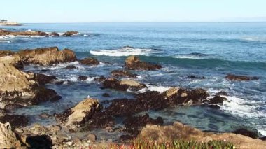 Okyanus Dalgaları Monterey Körfezi 'ndeki Kayalara Vuruyor Ayakta Duran Martı Pasifik Korusu California