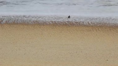 Sandpiper Kum Sahilindeki Dalgalardan Kaçıyor ve Monterey Körfezi Marina 'yı Besliyor