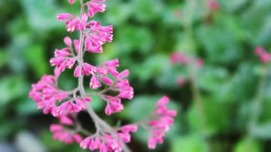 Mercan Çanı Çiçekleri Hafif Rüzgarda Hareket Ediyor Odaklanamayan Yeşil Yapraklar Arkaplanda