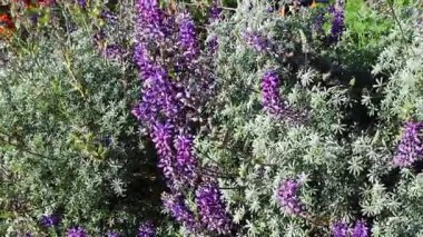 Mor Lupine çiçeklerine ve Kaliforniya 'da sallanan yeşil yapraklara bakıyorum.