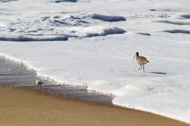 Deniz köpüğü Marina California ile Kum Kumsalında Koşan Kıvırcık ve Çulluk Kuşları