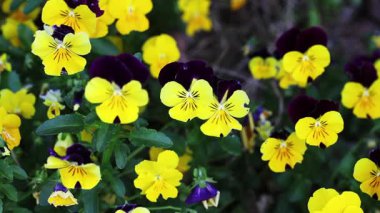 Küçük Sarı ve Mor Çiçekler Yeşil Yapraklar Rüzgarla Titreşiyor