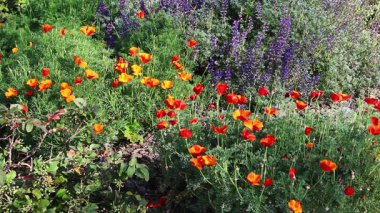 Mor Lupine ve Altın Kırmızı Kaliforniya gelincik çiçekleri Yeşil yapraklar ve sapıklarla rüzgarda sallanıyor