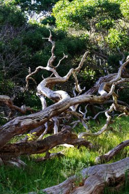 Yeşil Çimlerin arasında Düşen Ölü Ağaç Ve Büyük Ada Hawaii 'den ayrılıyor