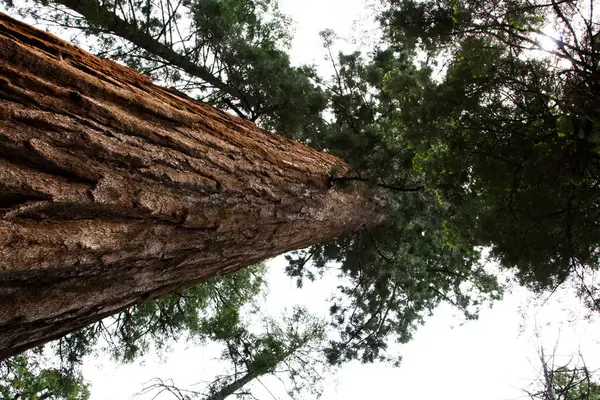 Kaliforniya 'daki Büyük Ağaçlar Parkı' nın tepesine bakıyorum.