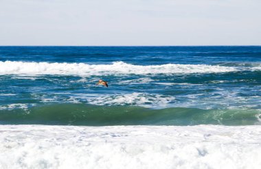 Tek Kıvrımlı Kuş, Kuzey Kaliforniya 'daki Okyanus Dalgaları' na Uzanmış Kanatlarla Uçuyor