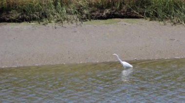 Nehirde Çamurlu Kıyı ve Yeşil Bitkilerle Yürüyen Büyük Beyaz Akbalıkçıl Kaliforniya Petaluma