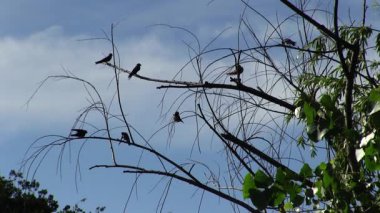 Ağaçların dallarında oturan kuşlar ve mavi gökyüzü bulutları.