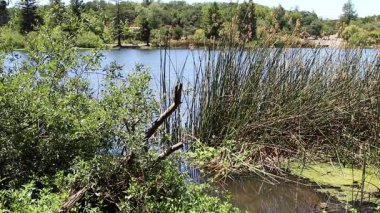 Yeşil sazlıklar ve Bush, Santa Rosa California 'dan geçen kayakçıyla İlkbahar Gölü Bölgesel Parkı' nda Sallanıyor
