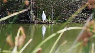 Büyük Beyaz Akbalıkçıl Önplanda ve Arkaplanda Yeşil Sazlıklarla Yiyecek ve Yemek Yakalıyor