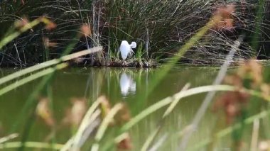 Sulak Topraklarda Büyük Beyaz Akbalıkçıl Önplanda ve Arkaplanda Yeşil Sazlıklarla