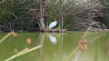 Büyük Beyaz Akbalıkçıl Suyun Yansımasıyla Sazlıkların Ortasında Duruyor