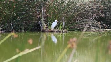 Büyük Beyaz Akbalıkçıl Suyun İçindeki Gölün Yansımasıyla Sazlıkların arasında Duruyor