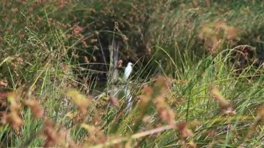 Sulak Toprakların Yeşil Sazları Rüzgarda Sallanıyor Büyük Beyaz Akbalıkçıllı Kaliforniya