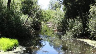 Rüzgarda Sallanan Yeşil Bitkiler Durgun Gölet 'in etrafında Düşen yapraklarla Santa Rosa California