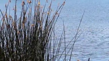 Baharda Santa Rosa Gölü 'nde dalgalarla sallanan Yeşil Sazlıklar