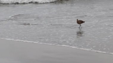 Okyanus dalgaları ve Watsonville California Yansıması ile Tek Kıvrımlı Yürüme ve Islak Kum Sahili ile Beslenme