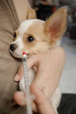 Sick little dog is injected with liquid medicine using syringe during medical treatment clipart