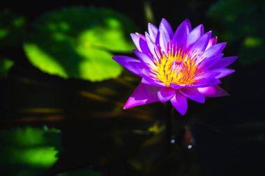 Gölette üzerinde doğrudan güneş ışığı olan güzel mor nilüfer çiçeği.