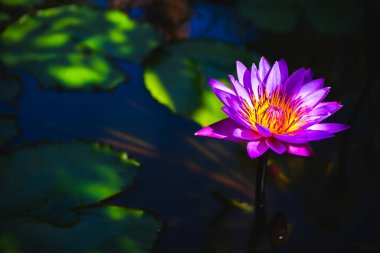 Gölette üzerinde doğrudan güneş ışığı olan güzel mor nilüfer çiçeği.