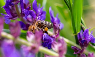 Arı ve çiçek. Güneşli bir günde, büyük bir arı çiçekte bal toplar. Makro fotoğrafçılık. Yaz ve bahar arkaplanları