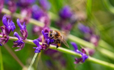Arı ve çiçek. Güneşli bir günde, büyük bir arı çiçekte bal toplar. Makro fotoğrafçılık. Yaz ve bahar arkaplanları