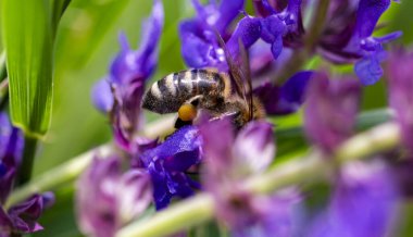 Arı ve çiçek. Güneşli bir günde, büyük bir arı çiçekte bal toplar. Makro fotoğrafçılık. Yaz ve bahar arkaplanları