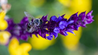 Arı ve çiçek. Güneşli bir günde, büyük bir arı çiçekte bal toplar. Makro fotoğrafçılık. Yaz ve bahar arkaplanları
