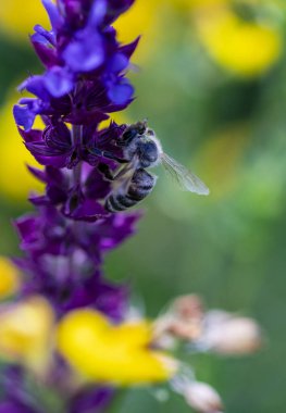Arı ve çiçek. Güneşli bir günde, büyük bir arı çiçekte bal toplar. Makro fotoğrafçılık. Yaz ve bahar arkaplanları