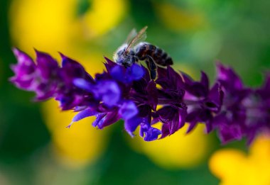 Arı ve çiçek. Güneşli bir günde, büyük bir arı çiçekte bal toplar. Makro fotoğrafçılık. Yaz ve bahar arkaplanları