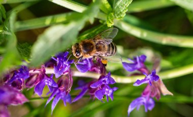 Arı ve çiçek. Güneşli bir günde, büyük bir arı çiçekte bal toplar. Makro fotoğrafçılık. Yaz ve bahar arkaplanları