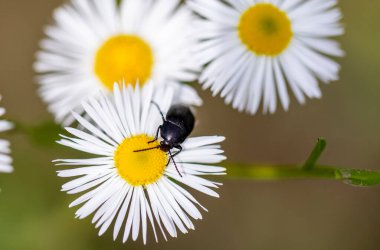 Vahşi Çiçek 'in doğasında böcek var. Makro Fotoğraf.