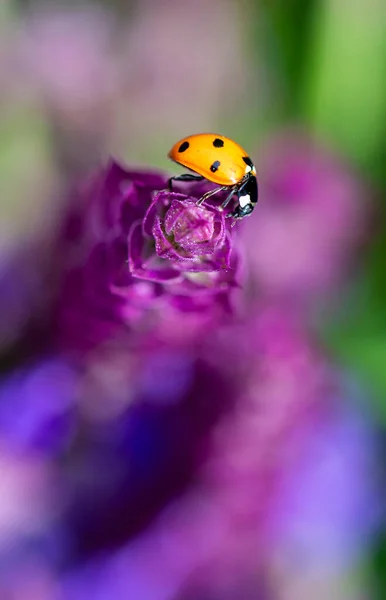 Ladybug Fresh Green Grass Ladybug Macro — Stock Photo, Image