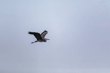 Güzel Avrasya Spoonbill veya yaygın kaşık faturası (Platalea leucorodia) uçuşta. Mavi gökyüzü arkaplanı.