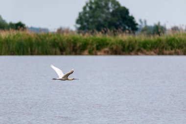 Güzel Avrasya Spoonbill veya yaygın kaşık faturası (Platalea leucorodia) uçuşta. Mavi gökyüzü arkaplanı.