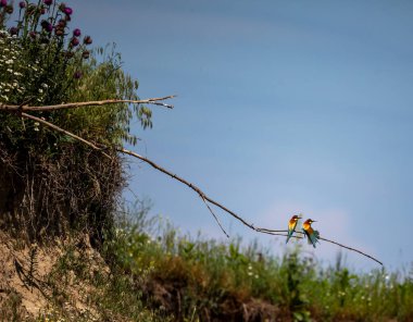 Avrupalı arı yiyici, bir yaz günü başka bir arı yiyiciyle bir dala konmaya gelir.