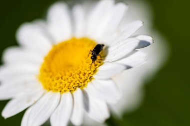 Vahşi Çiçek 'in doğasında böcek var. Makro Fotoğraf.