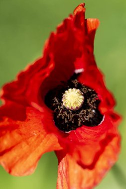 Kırmızı Afyon gelinciği çiçeği - yakın plan